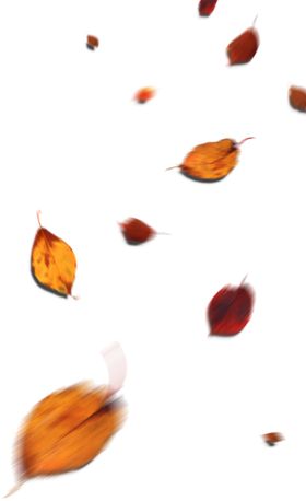 花瓣
