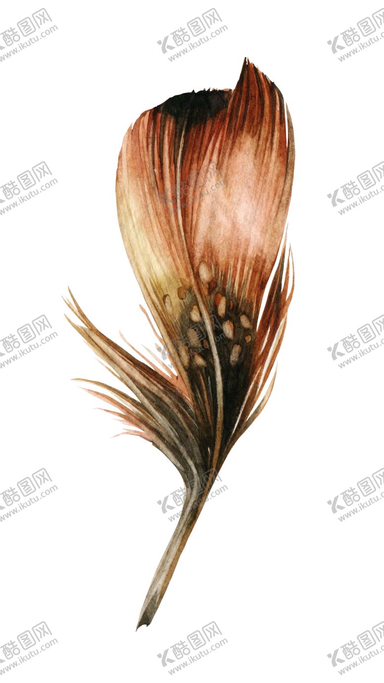 编号：40653510302001189379【酷图网】源文件下载-羽毛