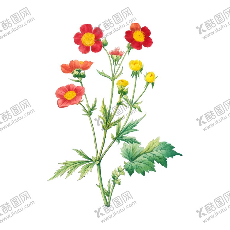 编号：66959404281744288746【酷图网】源文件下载-花卉插图
