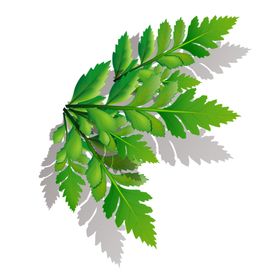 绿色相框
