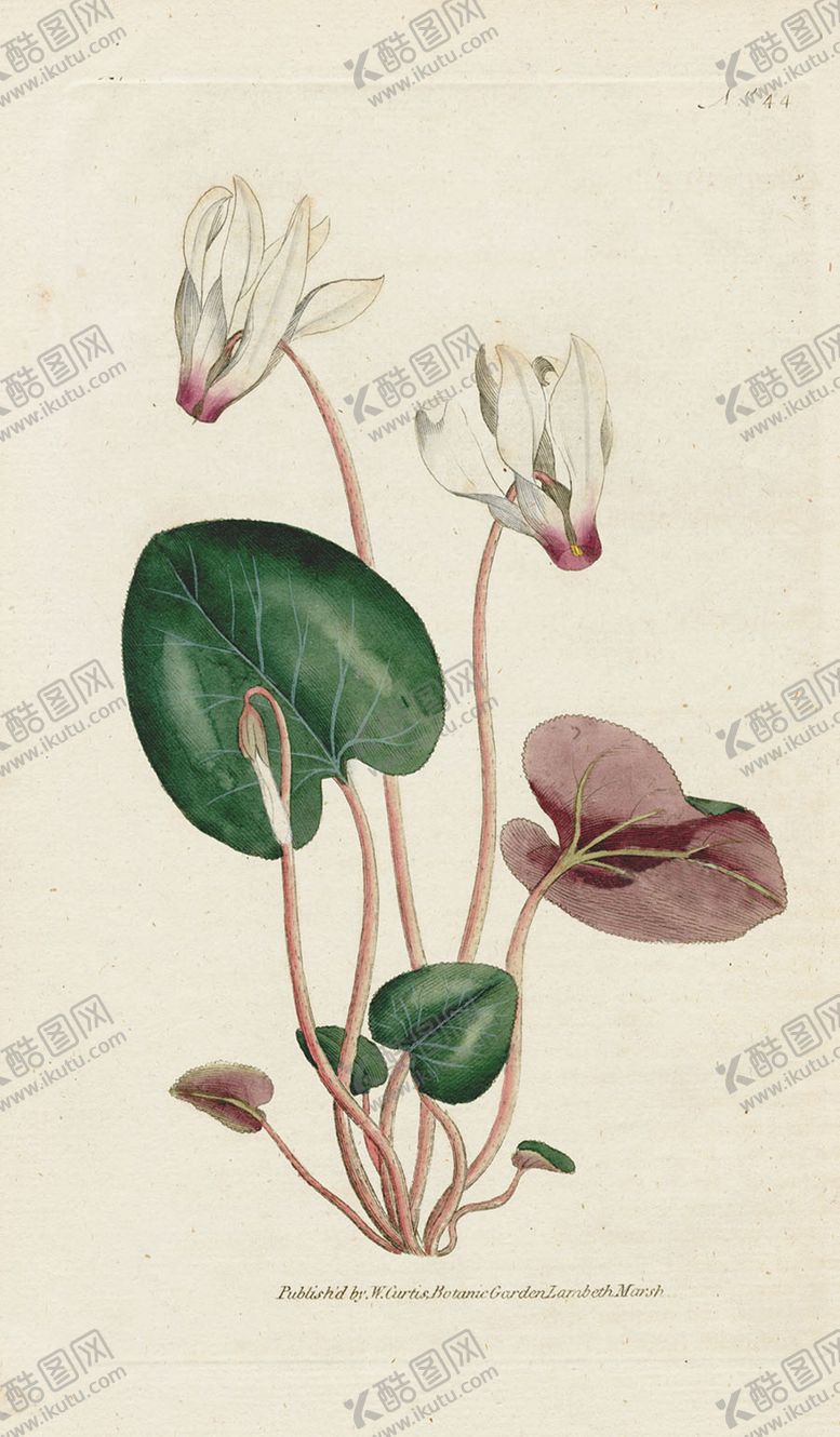 编号：51791410172243228775【酷图网】源文件下载-欧式复古色调花朵植物