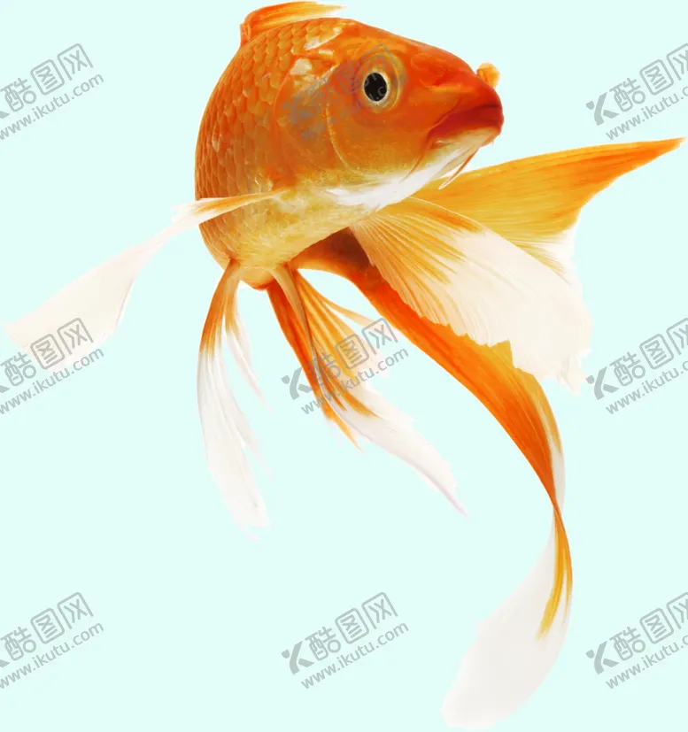 编号：27410910090037502956【酷图网】源文件下载-金鱼