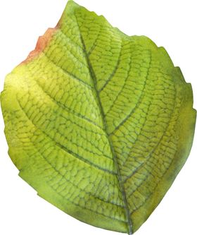 树枝绿叶简约玄关装饰画