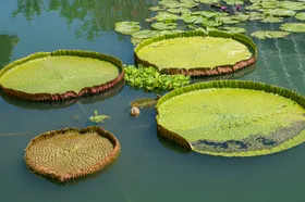 百合花植物草摄影