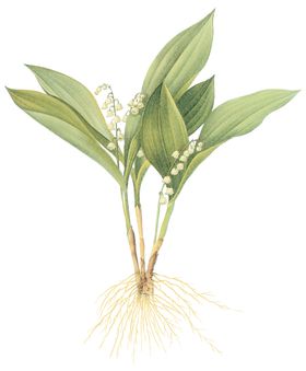 植物花卉油画装饰画