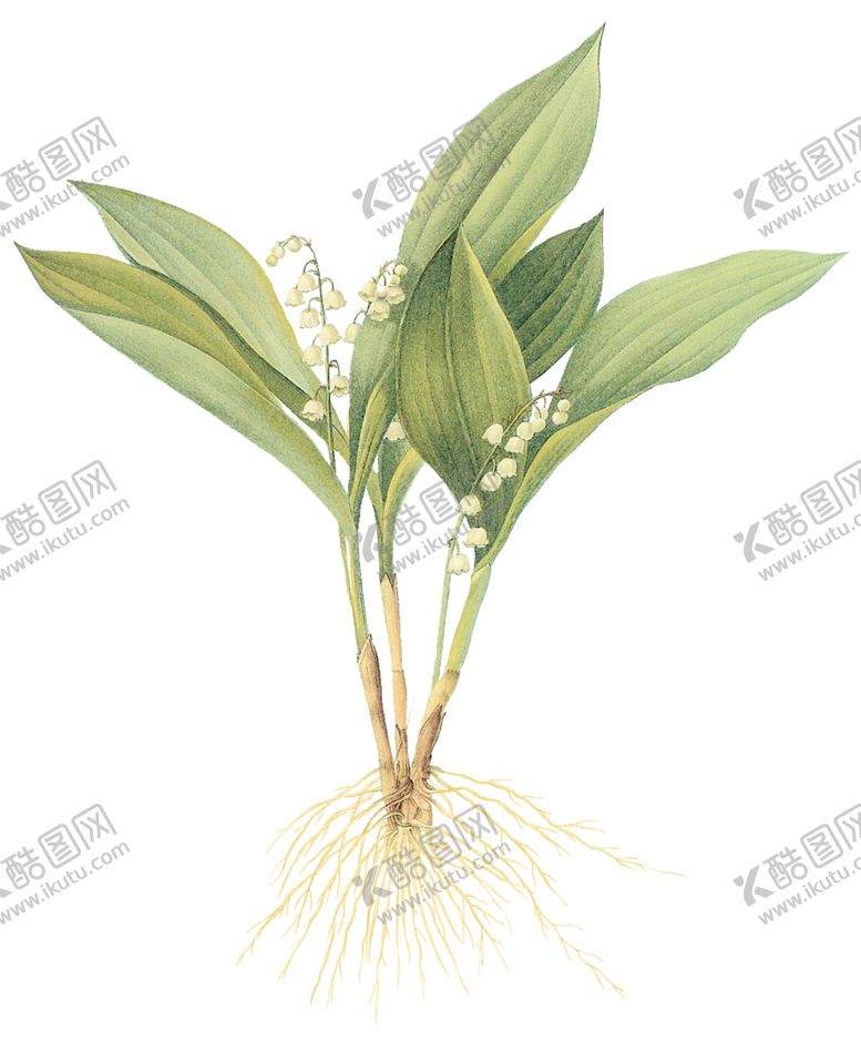 编号：86092207011112495134【酷图网】源文件下载-植物花卉油画装饰画