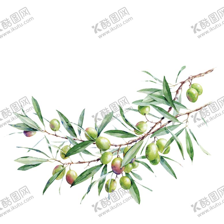 编号：70525109192244445464【酷图网】源文件下载-手绘枸杞