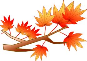 枫叶设计实物分层