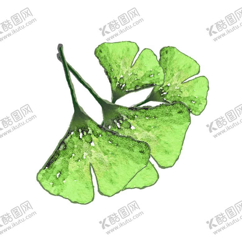 编号：60704705041851232836【酷图网】源文件下载-秋天银杏叶