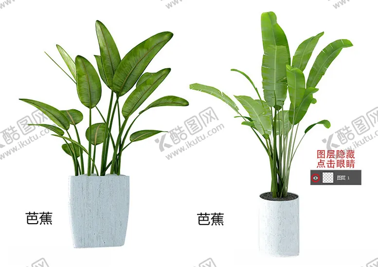 绿色盆栽植物3D芭蕉