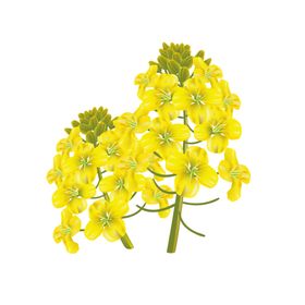 简约油菜花海报