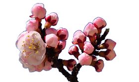 桃花林
