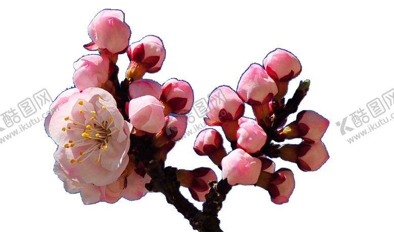 编号：96723409140550233555【酷图网】源文件下载-桃花桃林花开满树桃花满枝