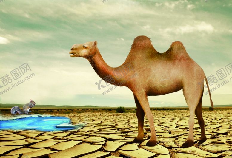 编号：37968209141558446481【酷图网】源文件下载-骆驼高清