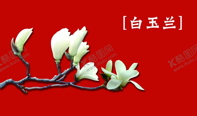 编号：30858901251512312125【酷图网】源文件下载-白玉兰花