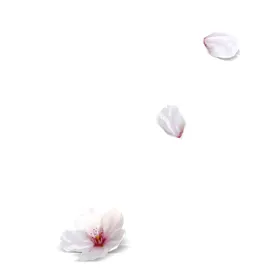 桃花素材