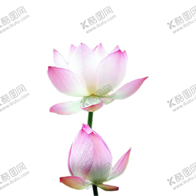 编号：28572606272118326572【酷图网】源文件下载-绿色植物