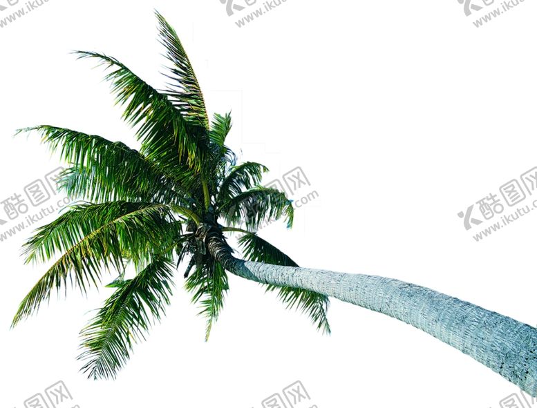编号：95425510292259195588【酷图网】源文件下载-椰子树