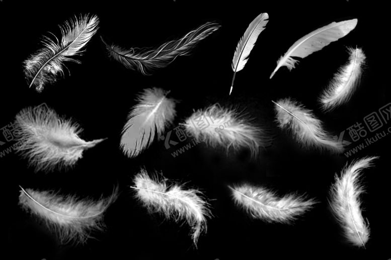编号：15576710012234293520【酷图网】源文件下载-羽毛