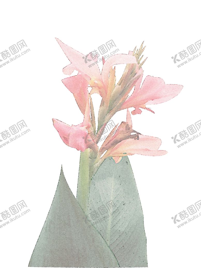 编号：62138207032127068526【酷图网】源文件下载-美人蕉粉色水彩花卉美丽