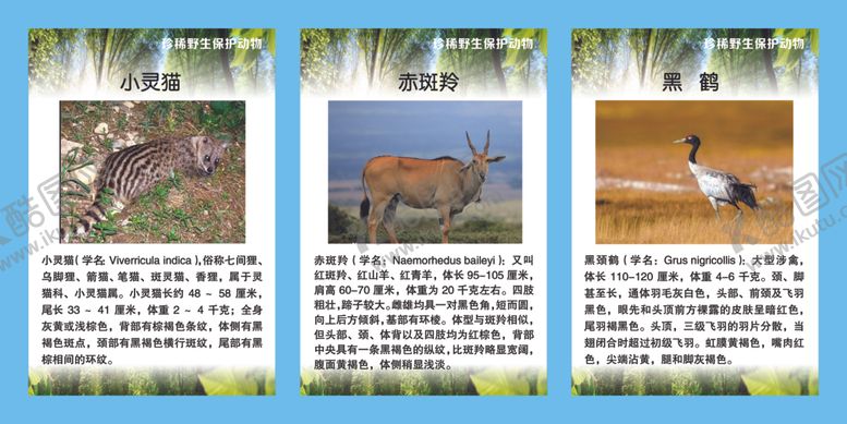 编号：70836307081931141697【酷图网】源文件下载-珍稀野生保护动物