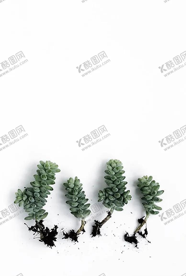 编号：71798306280614035725【酷图网】源文件下载-绿色相框