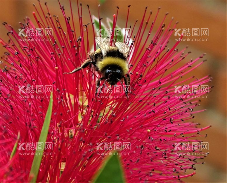 编号：96602511261835208635【酷图网】源文件下载-蜜蜂