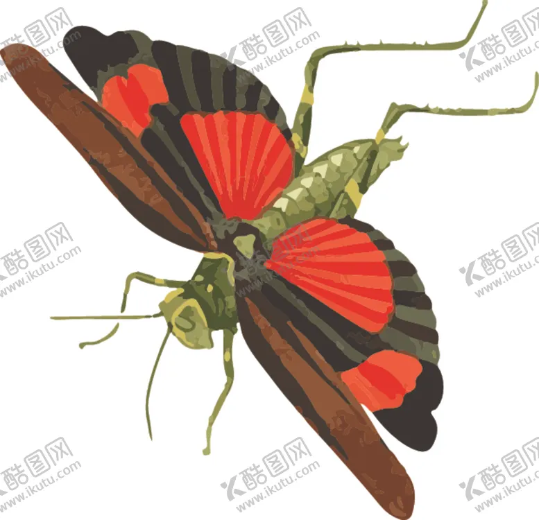 编号：67698007020215279870【酷图网】源文件下载-蚂蚱昆虫插画