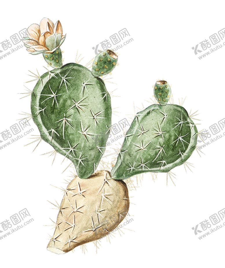 编号：84609006252156464018【酷图网】源文件下载-仙人掌PNG免抠素材