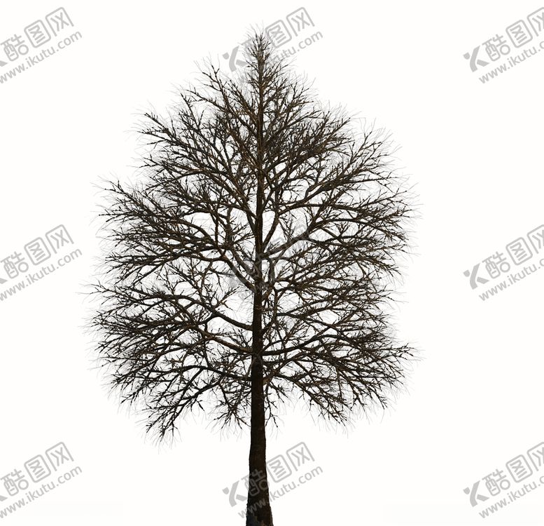 编号：60964009221842356933【酷图网】源文件下载-树林