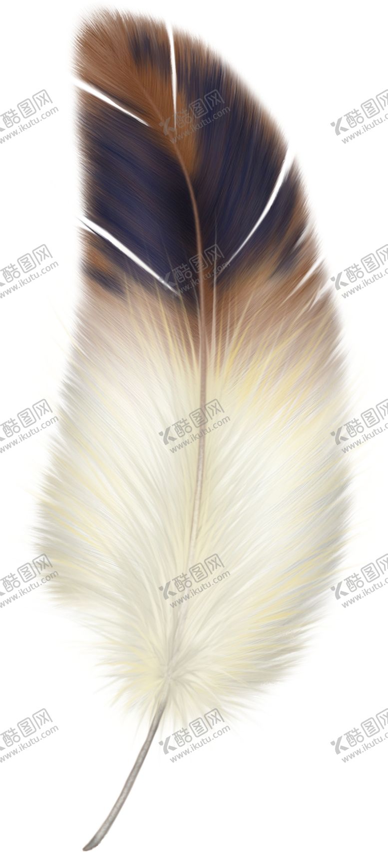 编号：79536205131001053655【酷图网】源文件下载-羽毛