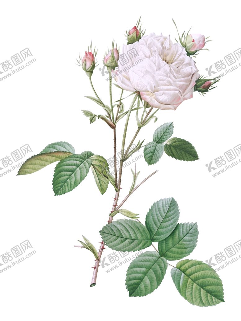 编号：65309601251849536144【酷图网】源文件下载-植物花