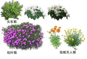 草丛 灌木 花 地被图片