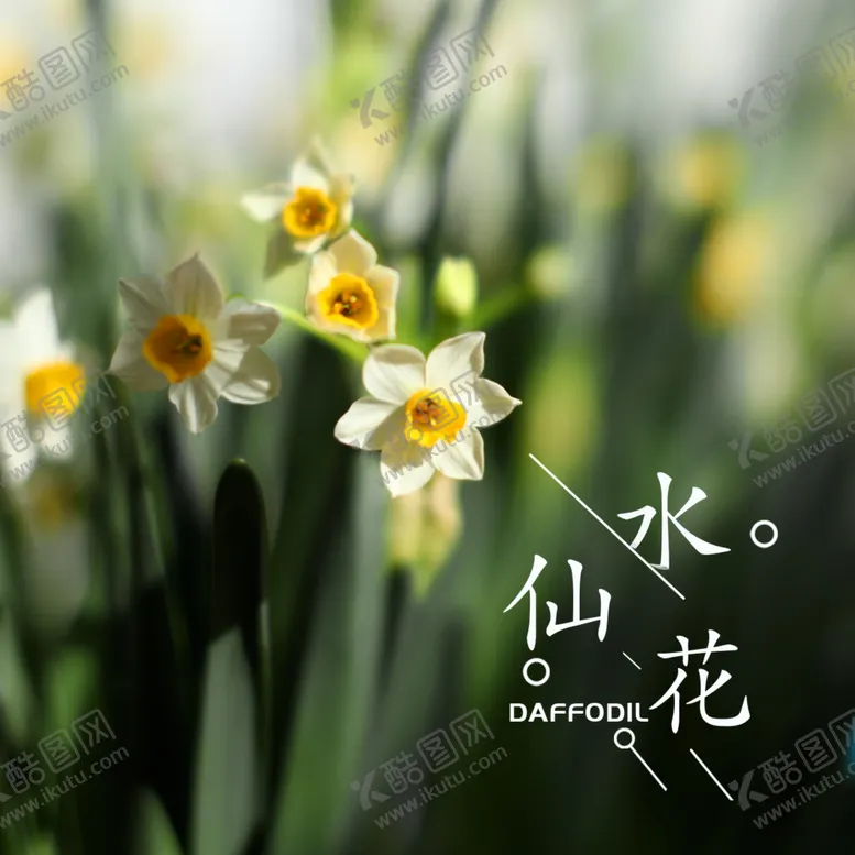 编号：32605704280714403205【酷图网】源文件下载-水仙花背景