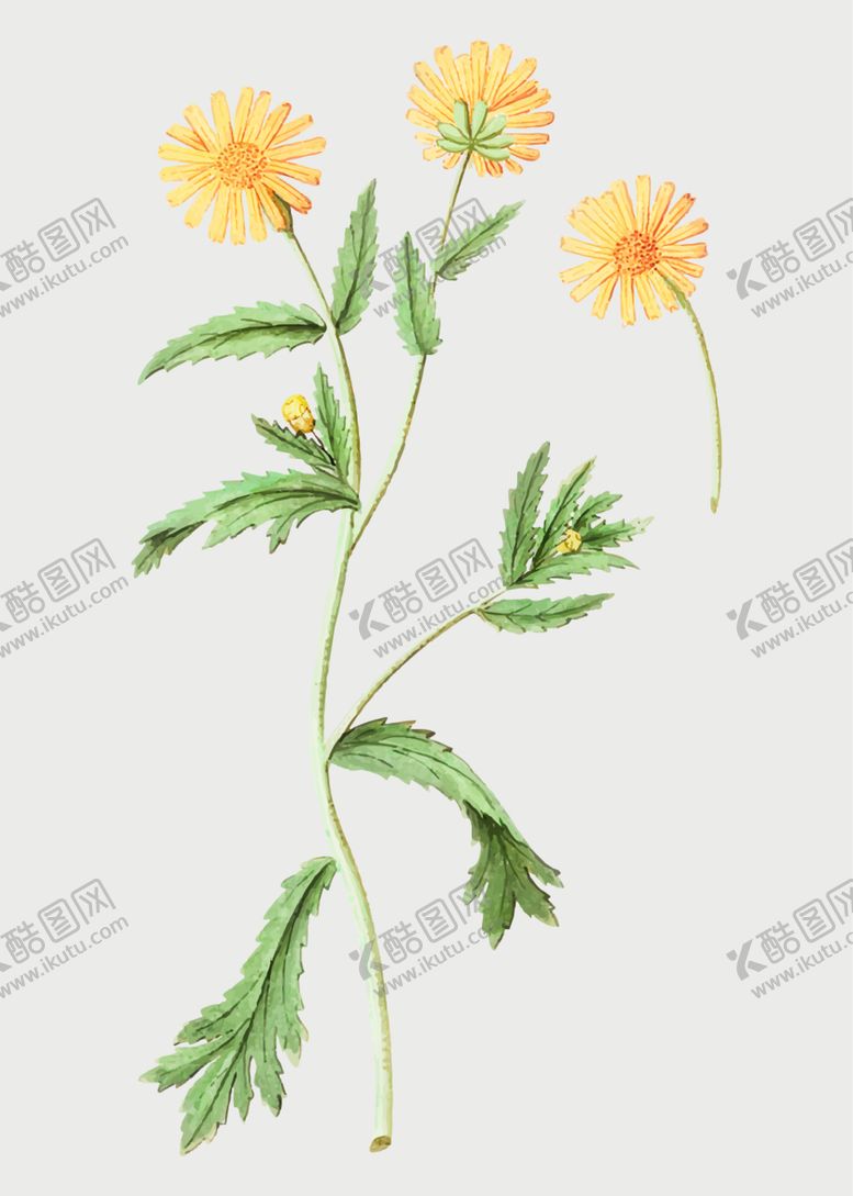编号：95120012112025403118【酷图网】源文件下载-花朵