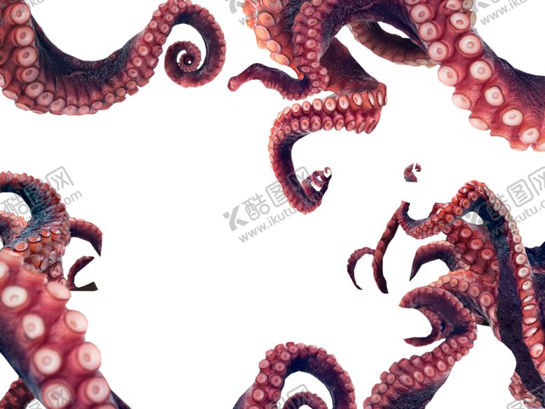 编号：92628004190402095472【酷图网】源文件下载-章鱼足