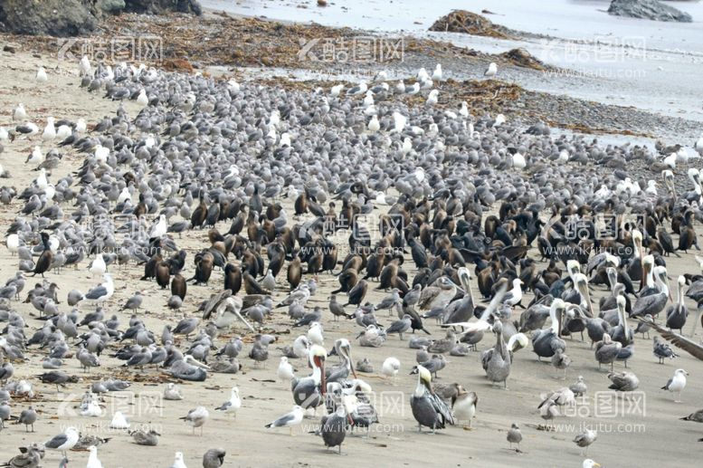 编号：37106412231101294365【酷图网】源文件下载-海鸥