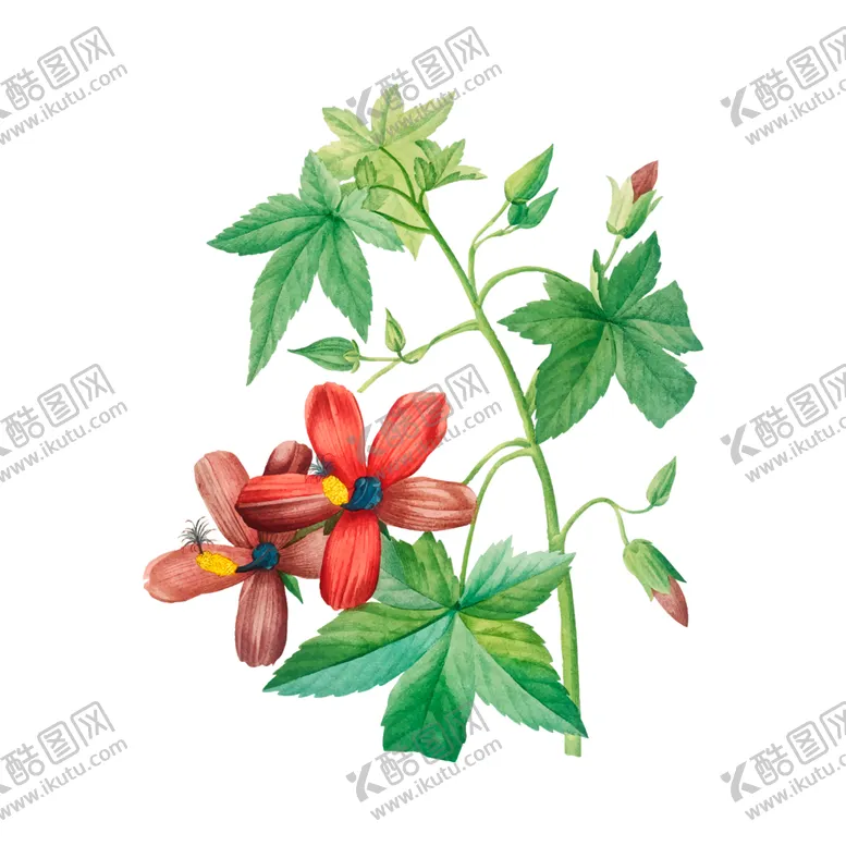 编号：16477706151251134677【酷图网】源文件下载-花卉插图