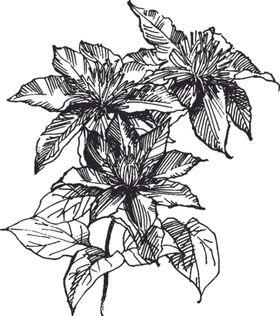 素描鲜花