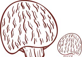 线描菌菇