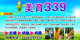 玉米种子