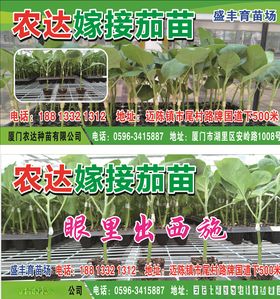 嫁接茄苗