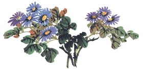 百花争艳水墨画朵鸟画水墨荷