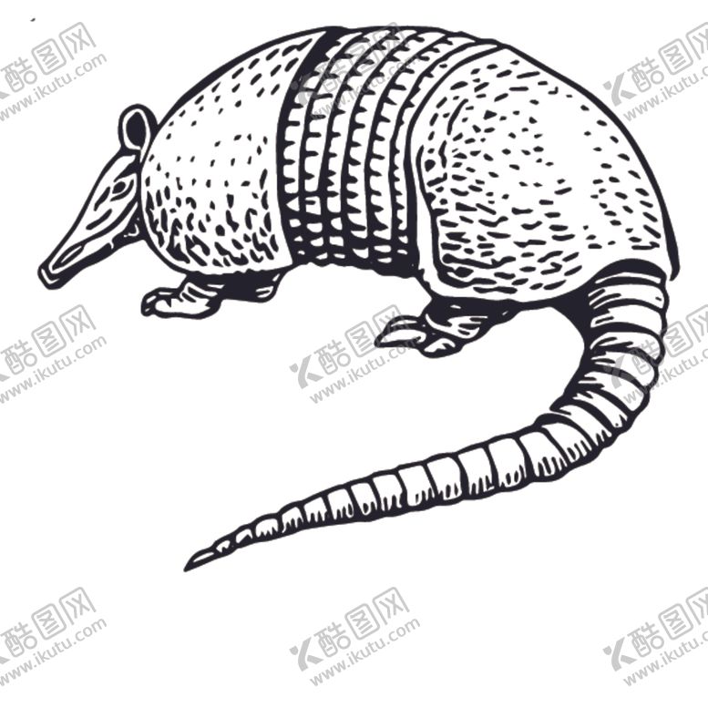 编号：64660309131207282045【酷图网】源文件下载-穿山甲素描绘画