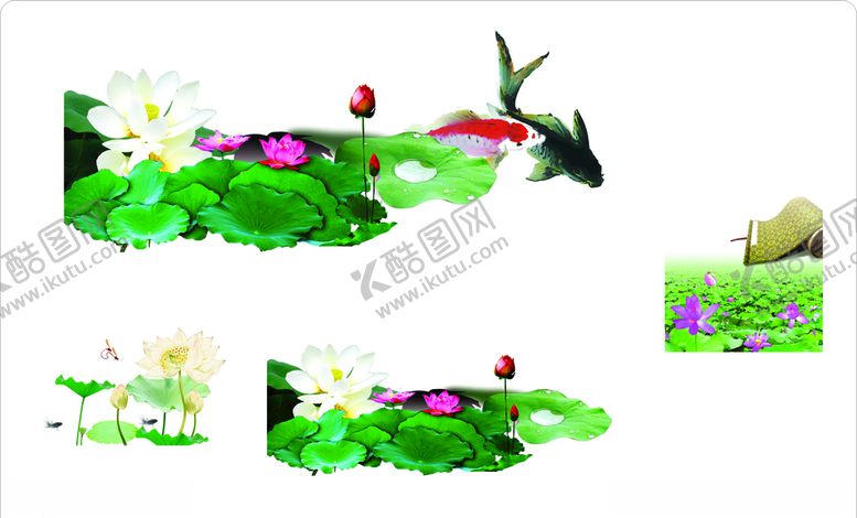 编号：22543209170213326566【酷图网】源文件下载-白荷花莲花莲花鱼