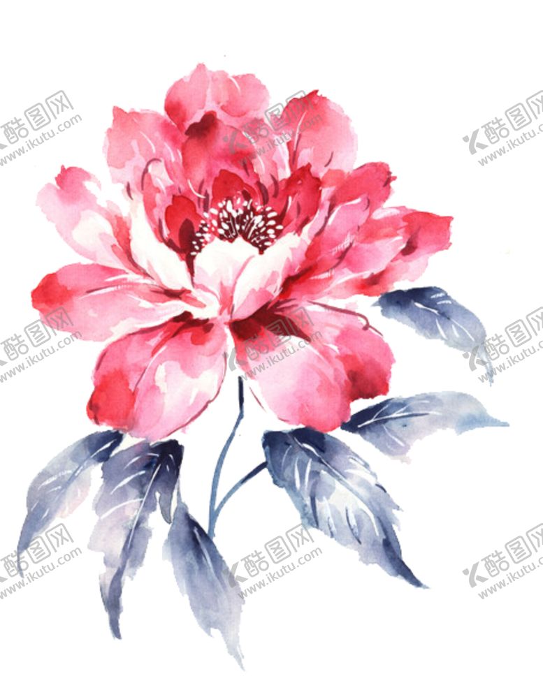 编号：87924610291809477592【酷图网】源文件下载-牡丹花