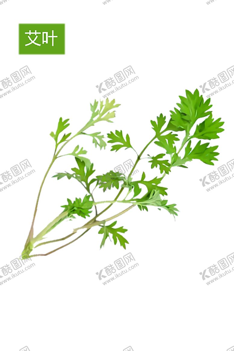 编号：40814210261800164062【酷图网】源文件下载-绿色相框