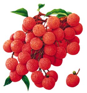 荔枝