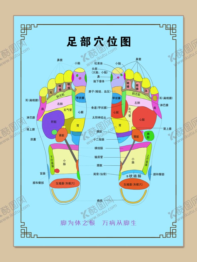 编号：29534102141406397574【酷图网】源文件下载-足疗穴位图