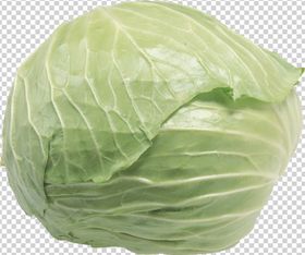 包菜